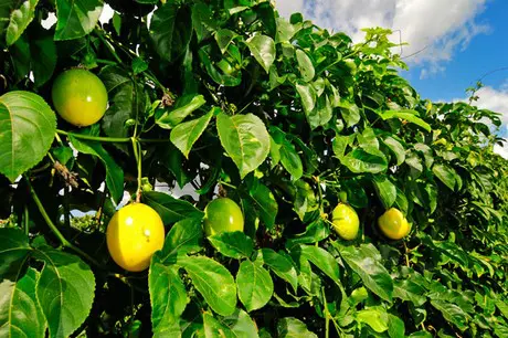 planta de maracuyá con hojas y frutos