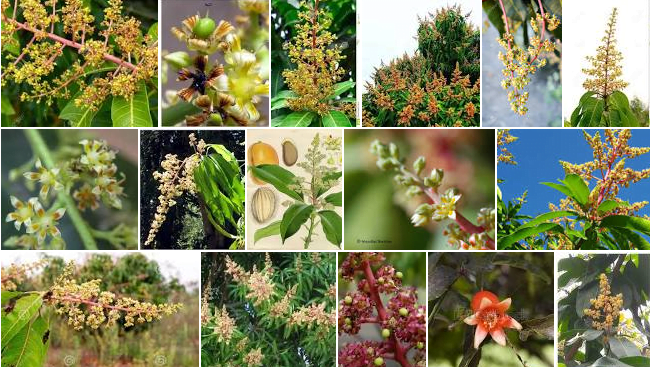 flor de mango en la casita a lo lejos