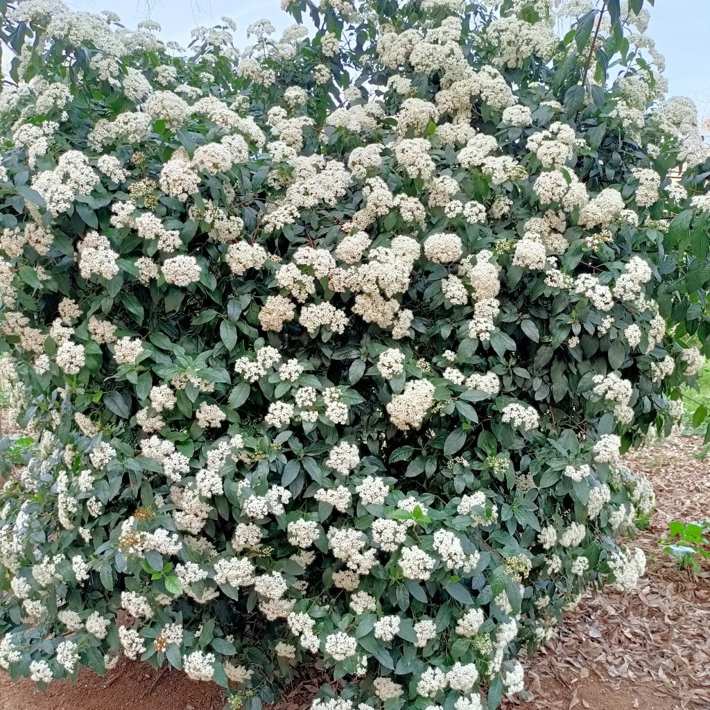 Laurel Salvaje lleno de flores y olor para la Semana Santa en España