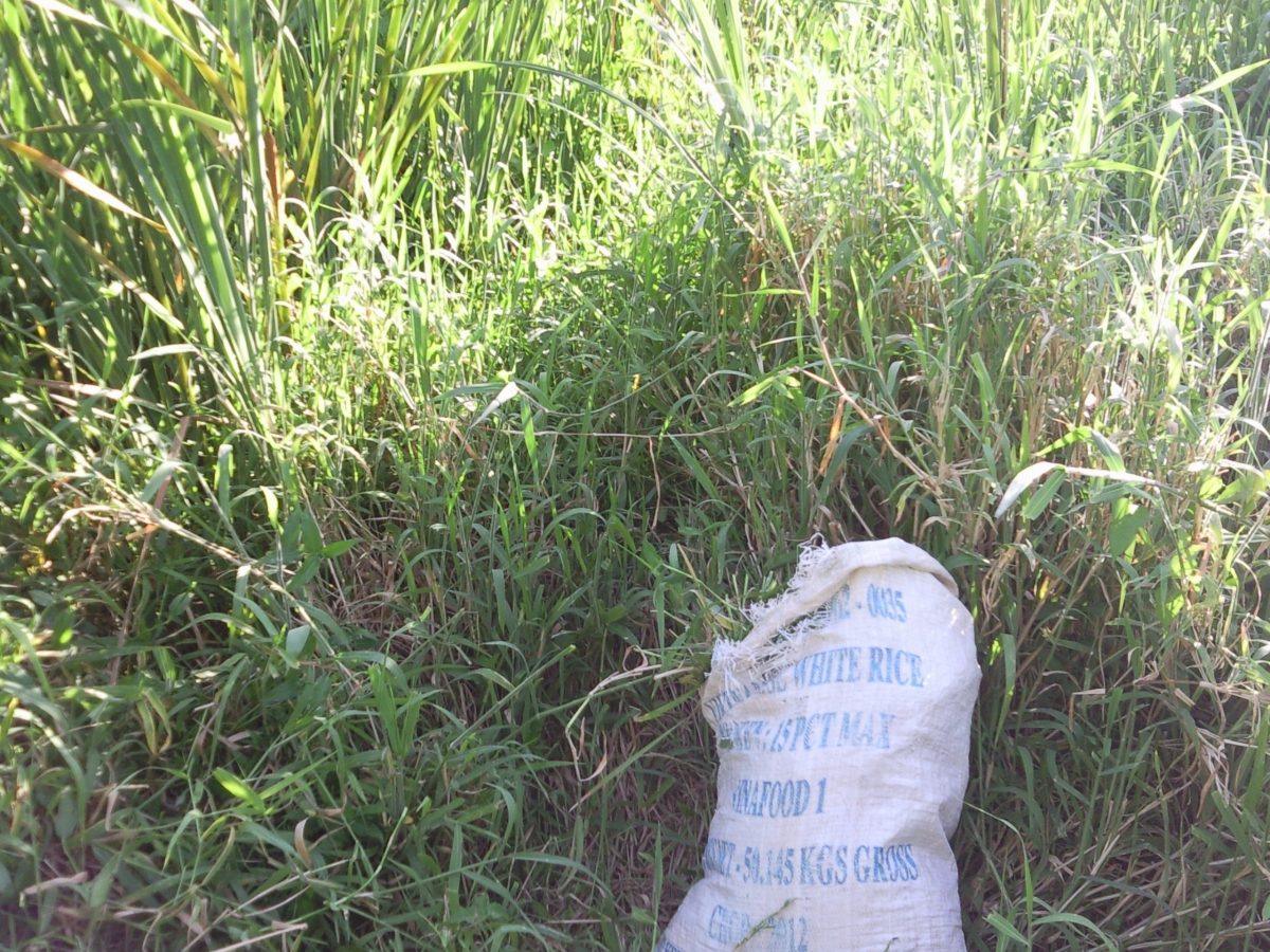 recolectando forraje para los conejos a la orilla de una laguna