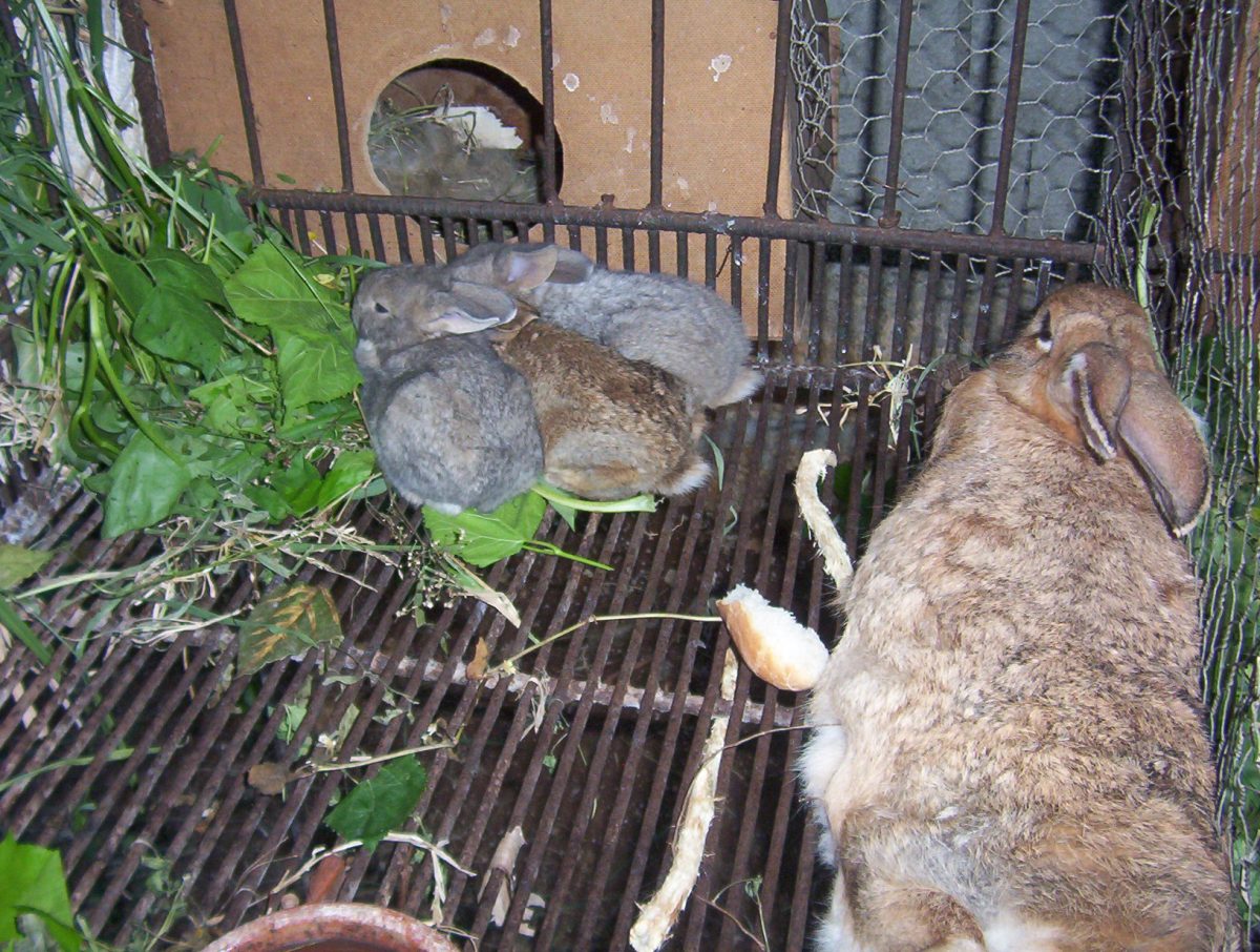 GAZAPOS COMIENDO HOJAS DE PIÑÓN DE PITO, UN TIPO DE ERYTHRINA