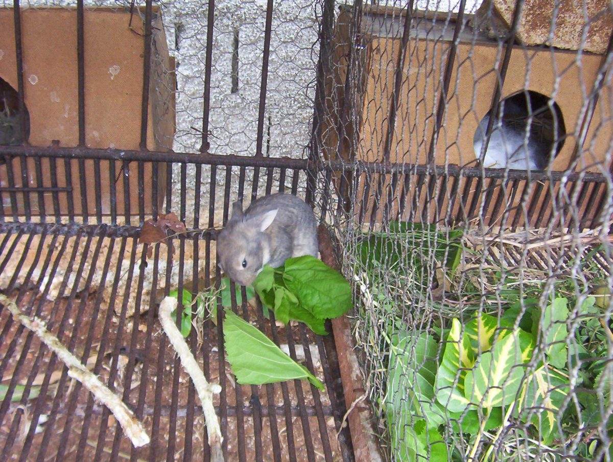 GAZAPOS COMIENDO ERYTHRINA Y HOJAS DE  MORERA