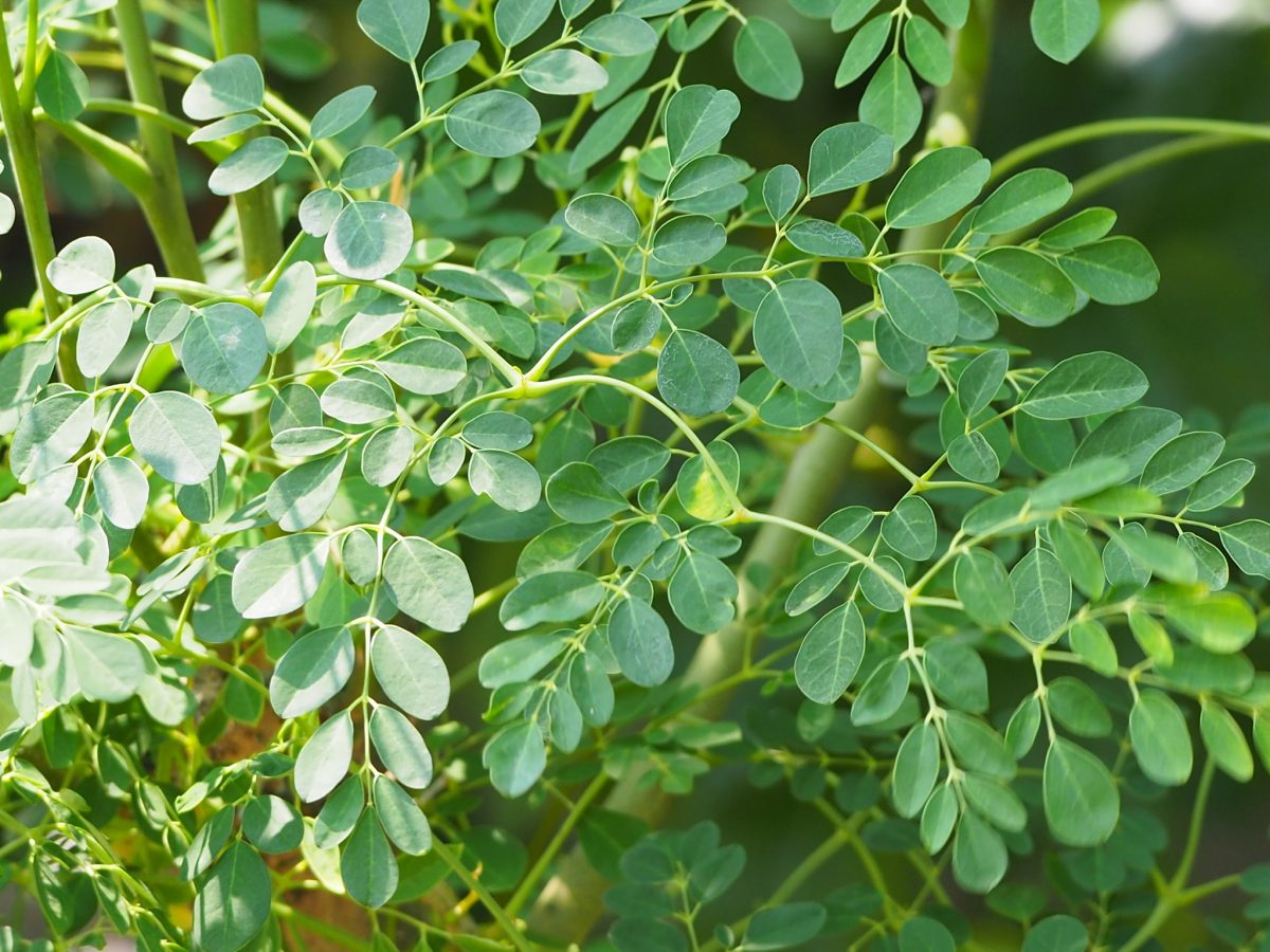 rama de la moringa con sus suaves hojas.